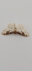 Idaea mustelata