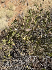 Pergularia