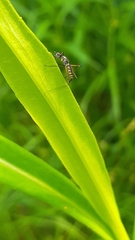 Micropeza corrigiolata