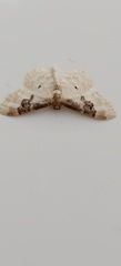 Idaea mustelata
