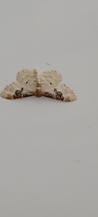 Idaea mustelata