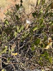 Pergularia