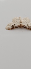 Idaea mustelata