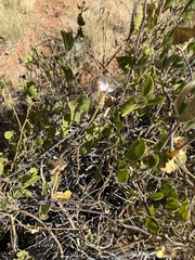 Pergularia