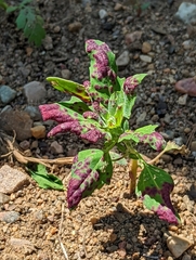 Chenopodiastrum simplex