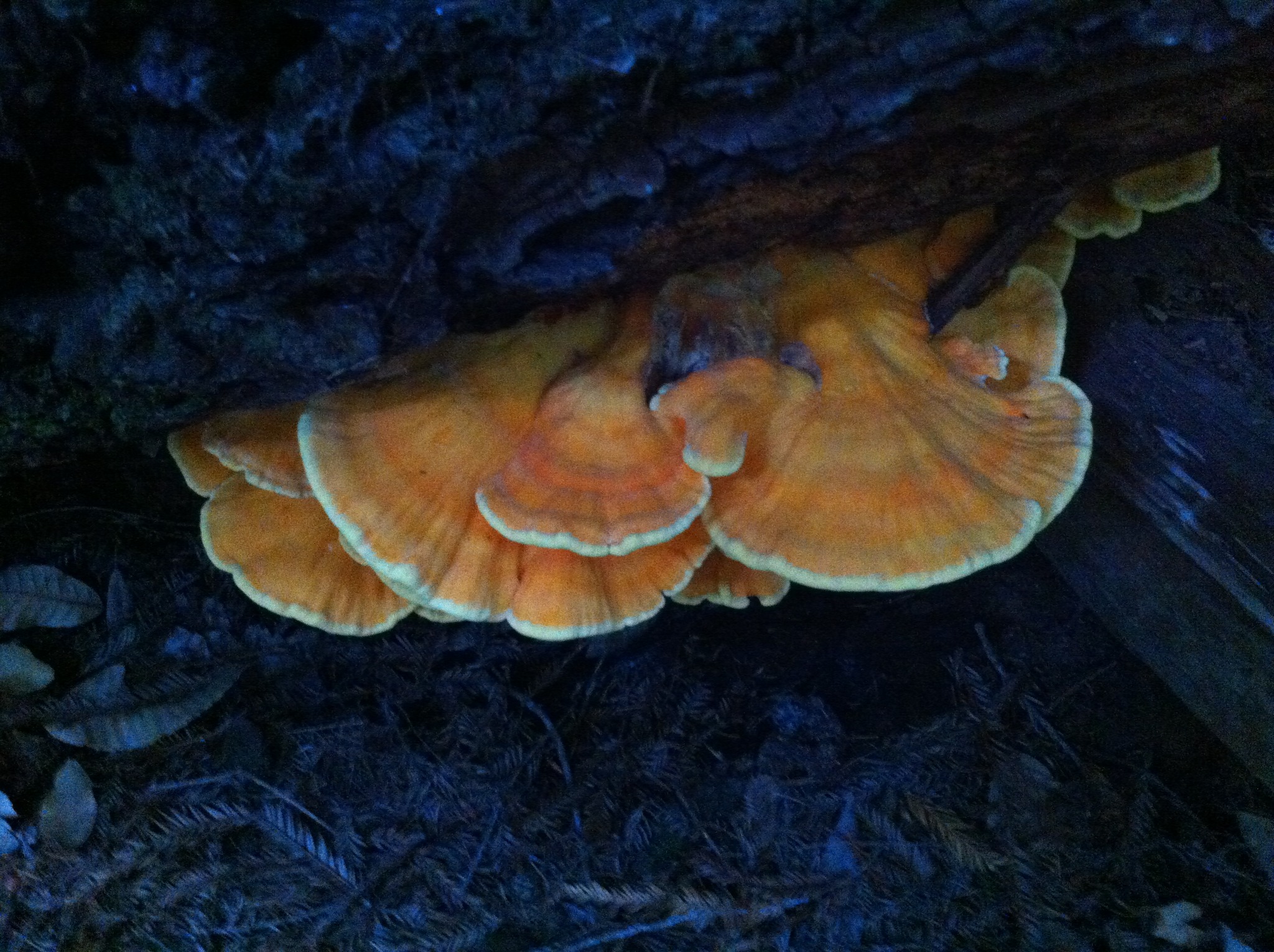 Laetiporus gilbertsonii image