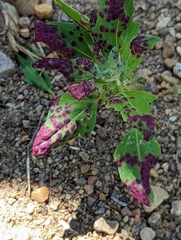 Chenopodiastrum simplex