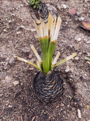 Dasylirion berlandieri