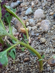 Chenopodiastrum simplex