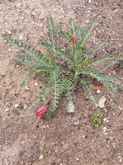 Astragalus sanguineus