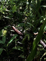 Enyalioides