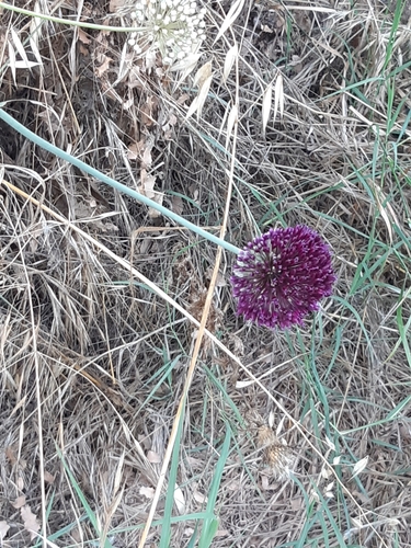 Broadleaf wild leek (Allium atroviolaceum)