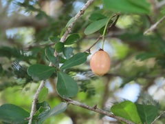 Putterlickia neglecta