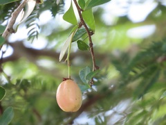 Putterlickia neglecta