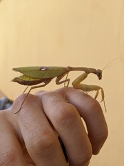 Stagmatoptera reimoseri