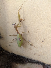 Stagmatoptera reimoseri