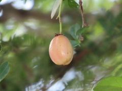 Putterlickia neglecta