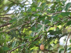 Putterlickia neglecta