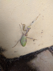 Stagmatoptera reimoseri