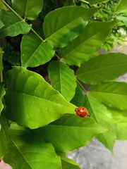 Adalia bipunctata