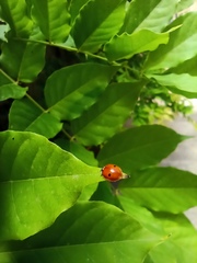Adalia bipunctata