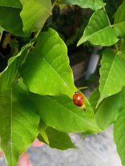 Adalia bipunctata