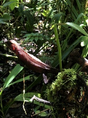 Enyalioides