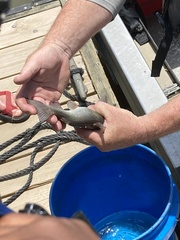 Ameiurus catus