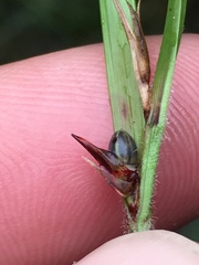 Scleria oligantha