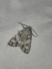 Acronicta marmorata