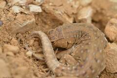 Acanthodactylus erythrurus