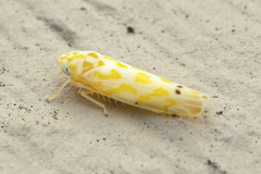 Eratoneura