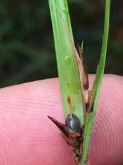 Scleria oligantha