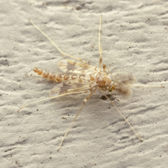 Psectrotanypus dyari