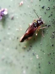 Caecilius fuscopterus