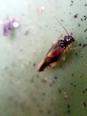 Caecilius fuscopterus