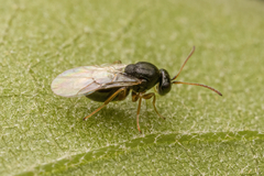 Synergini