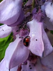 Adalia bipunctata