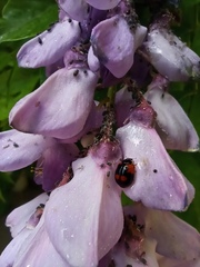Adalia bipunctata