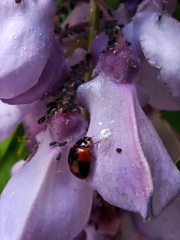 Adalia bipunctata