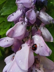 Adalia bipunctata