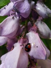 Adalia bipunctata