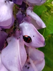 Adalia bipunctata