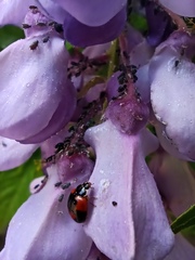 Adalia bipunctata