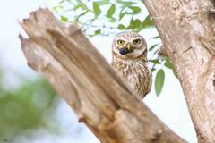 Athene noctua