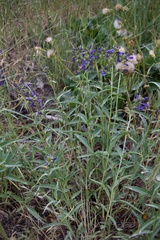 Penstemon watsonii