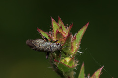 Orthocephalus saltator