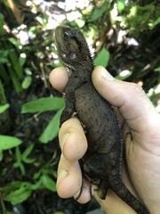 Enyalioides