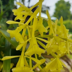 Epidendrum melistagum