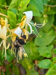 Bombus
